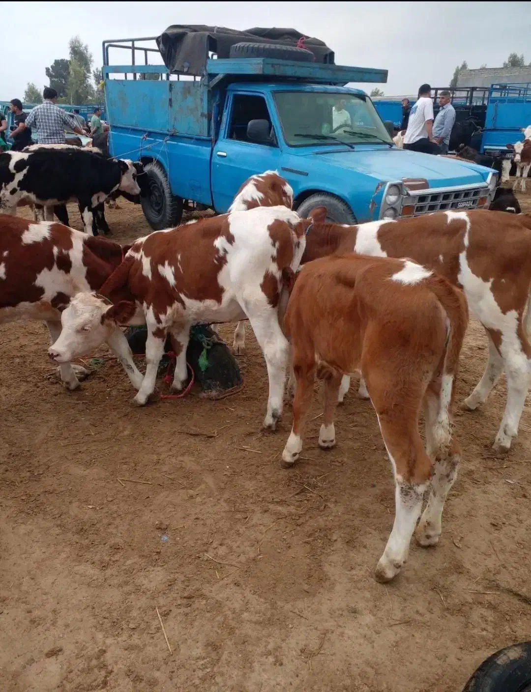 آماده استارت پروار|حیوانات مزرعه|بجنورد, |دیوار