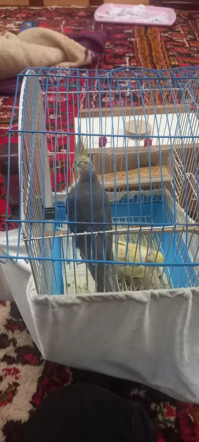 عروس هلندی|پرنده|خسروشاه, |دیوار