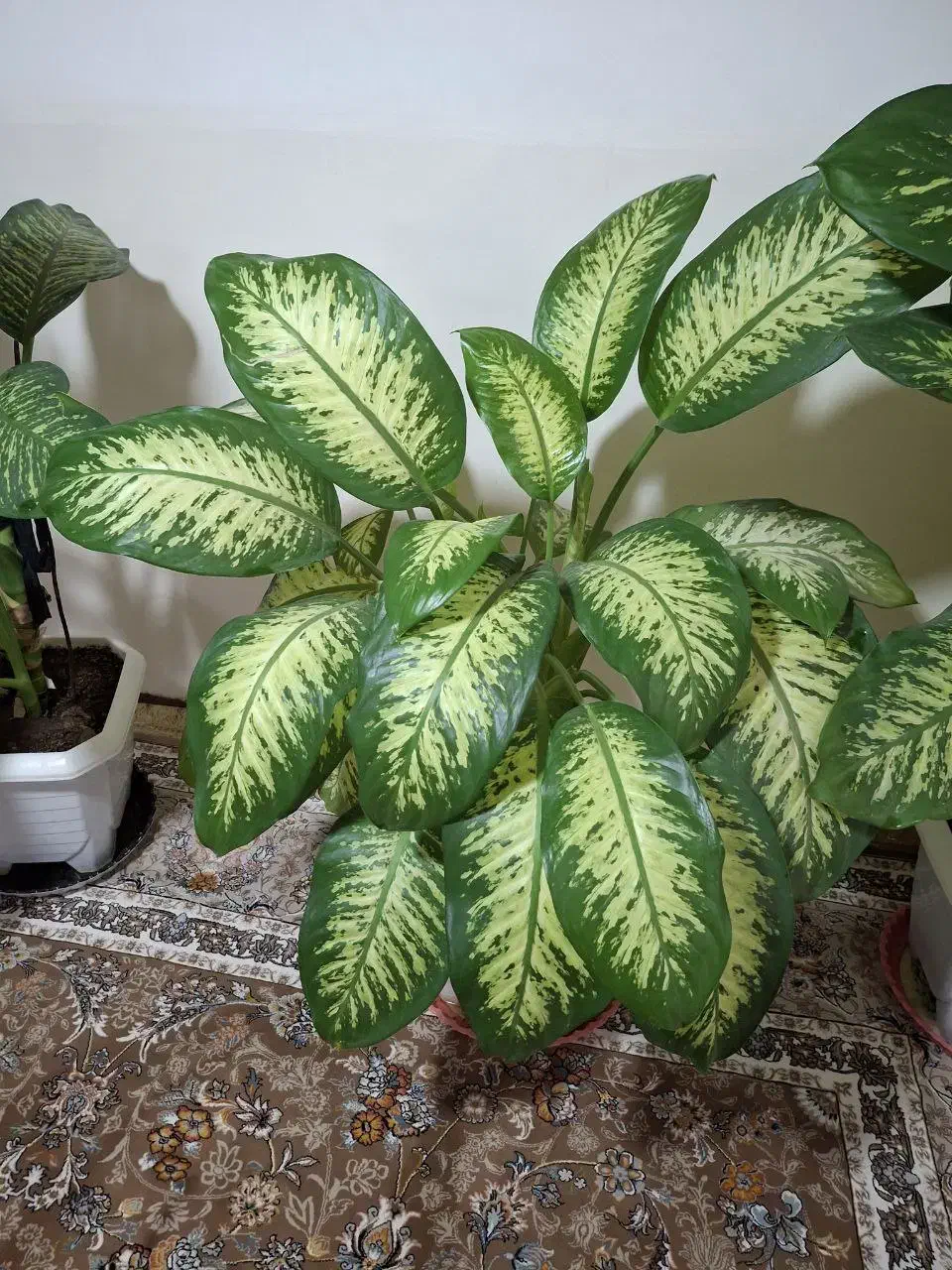 گل طبیعی دیفن پر پشت|گل و گیاه طبیعی|بانه, |دیوار