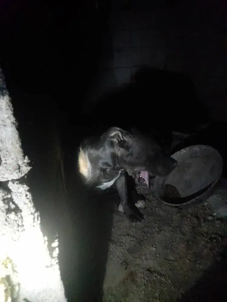 سگ پیتبول ماده|سگ|اهواز, پردیس دو|دیوار