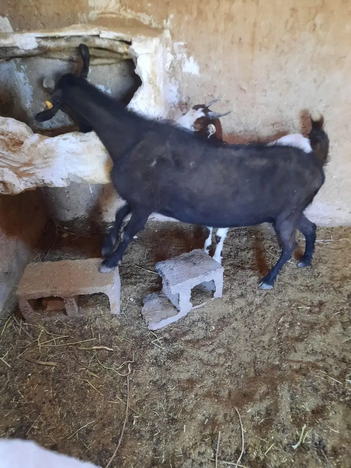 بز و گیسه|حیوانات مزرعه|زرند, |دیوار