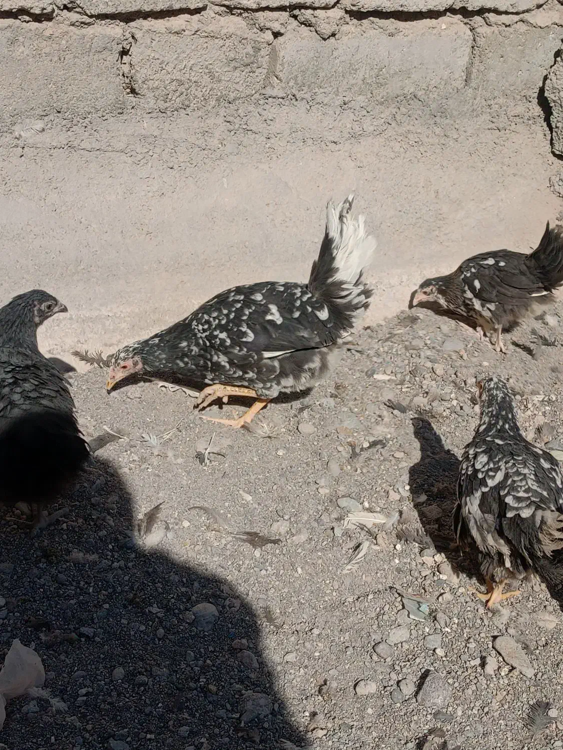 پنج عدد نیمچه مرغ گلین|حیوانات مزرعه|بردسیر, |دیوار