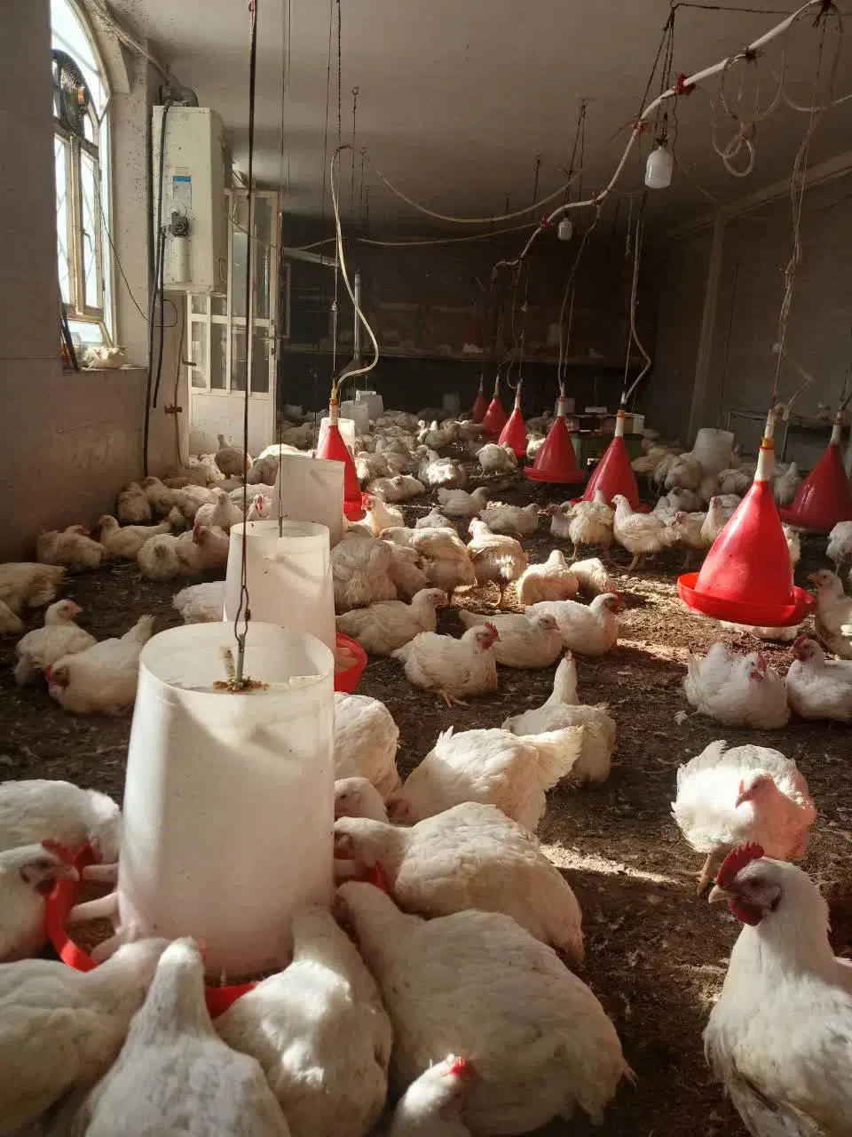 مرغ ارگانیک بدون هیچ داروی صنعتی|خوردنی و آشامیدنی|شهریار, رنگرز|دیوار