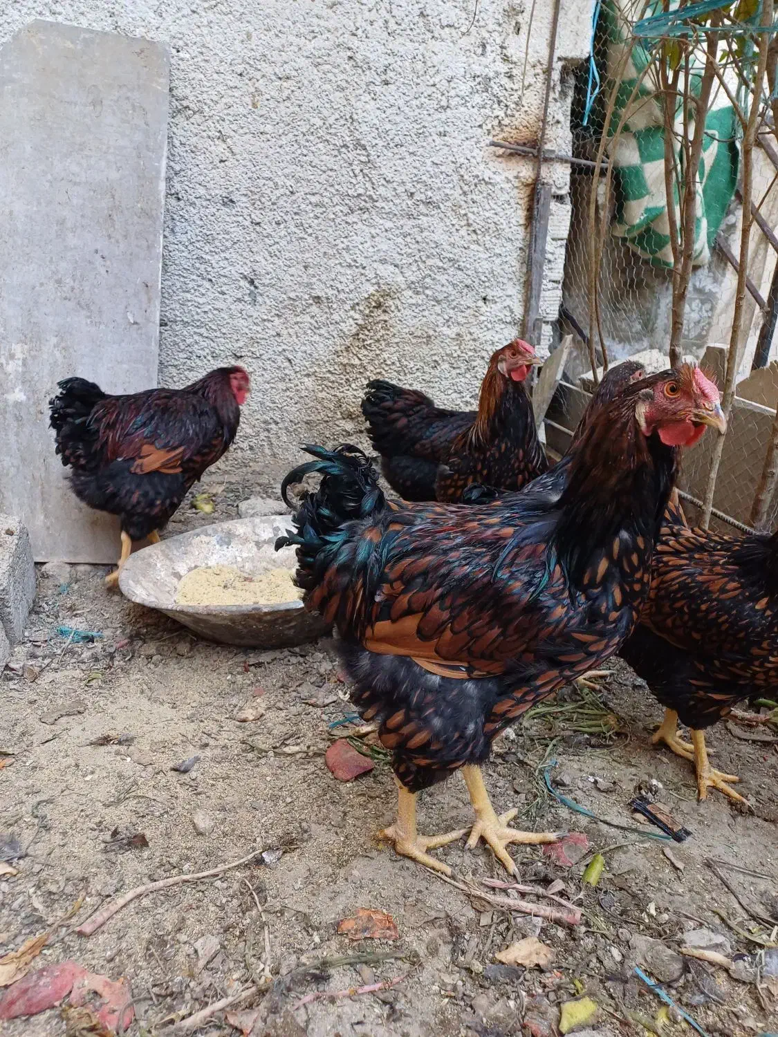 مرغ خروس زینتی ویاندوت|حیوانات مزرعه|کرج, اخترآباد|دیوار