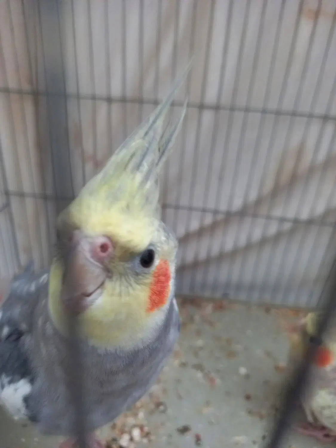 عروس هلندی|پرنده|ری, بی‌بی شهر بانو|دیوار