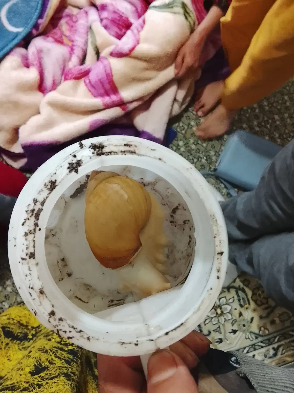 حلزون به فروش میرسد|خزنده|اسالم, |دیوار