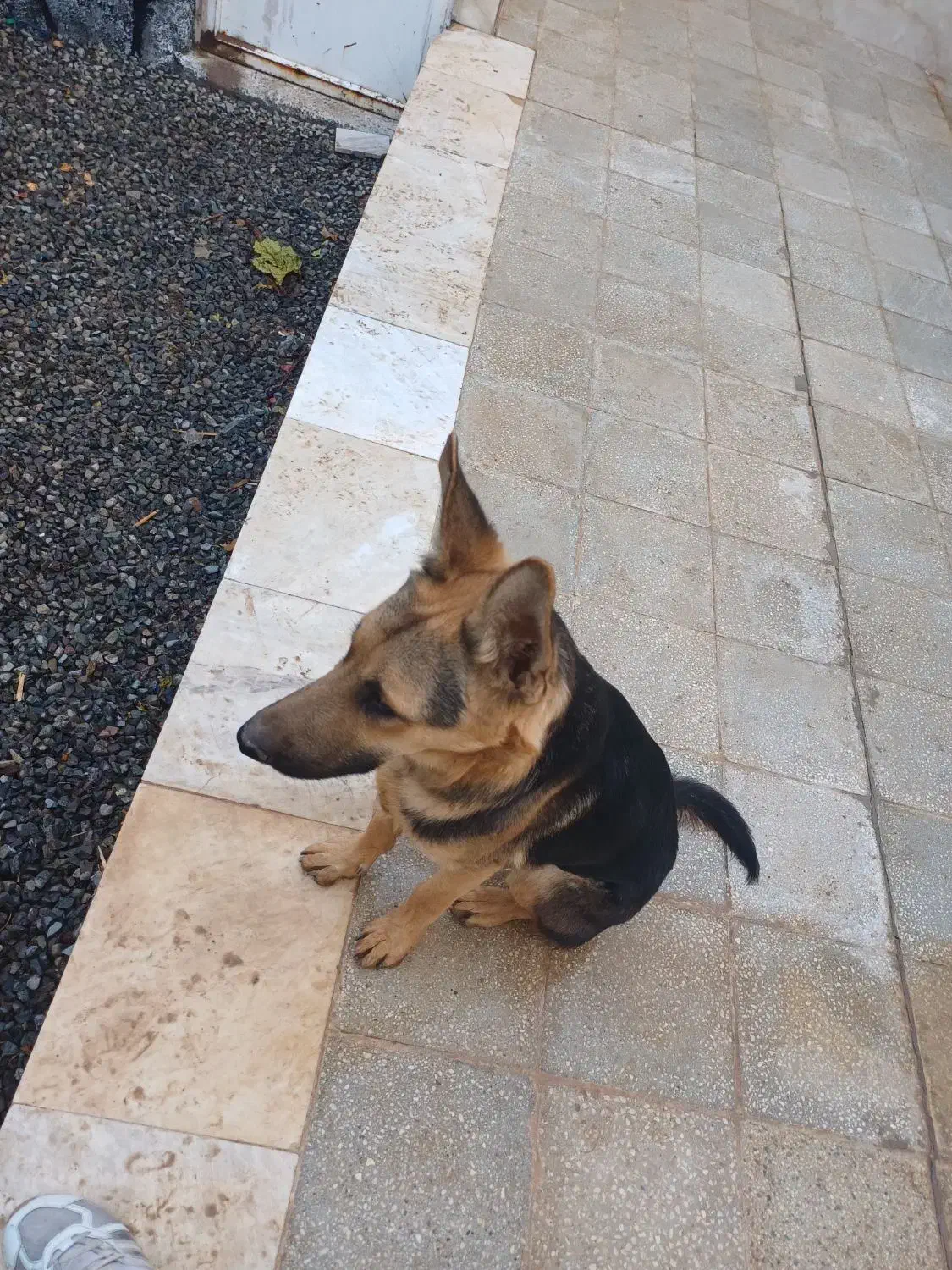 سگ نگهبان|سگ|قنوات, |دیوار