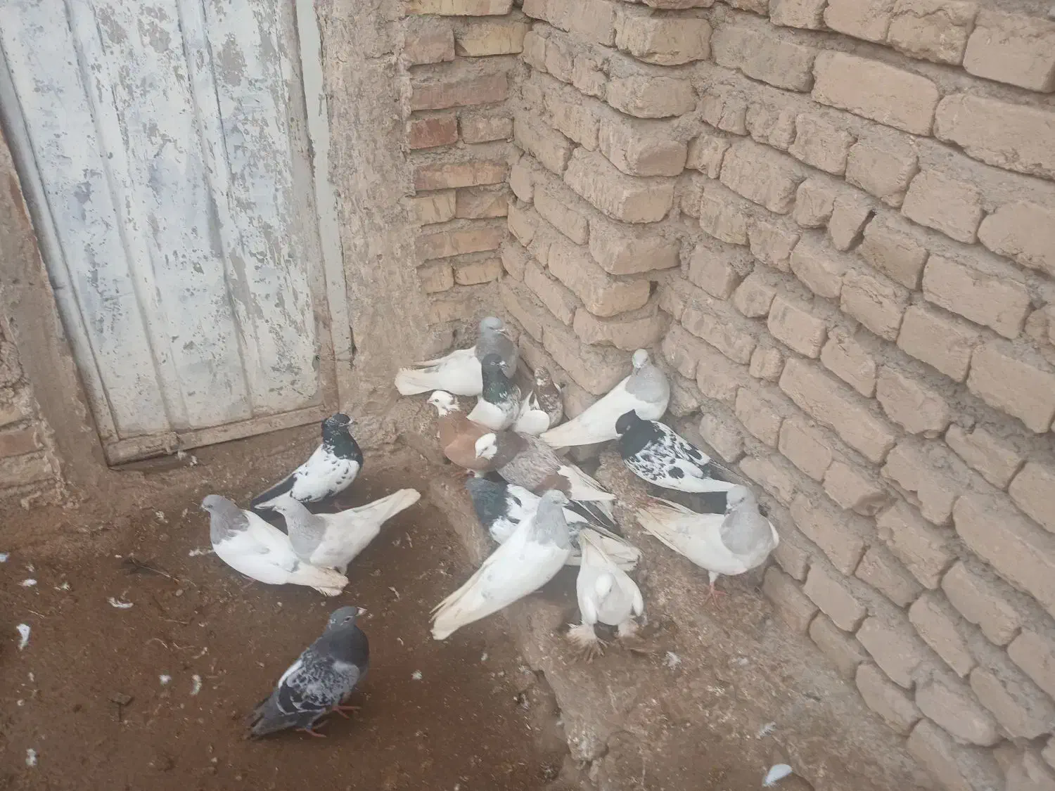 کبوتر|پرنده|یامچی, |دیوار