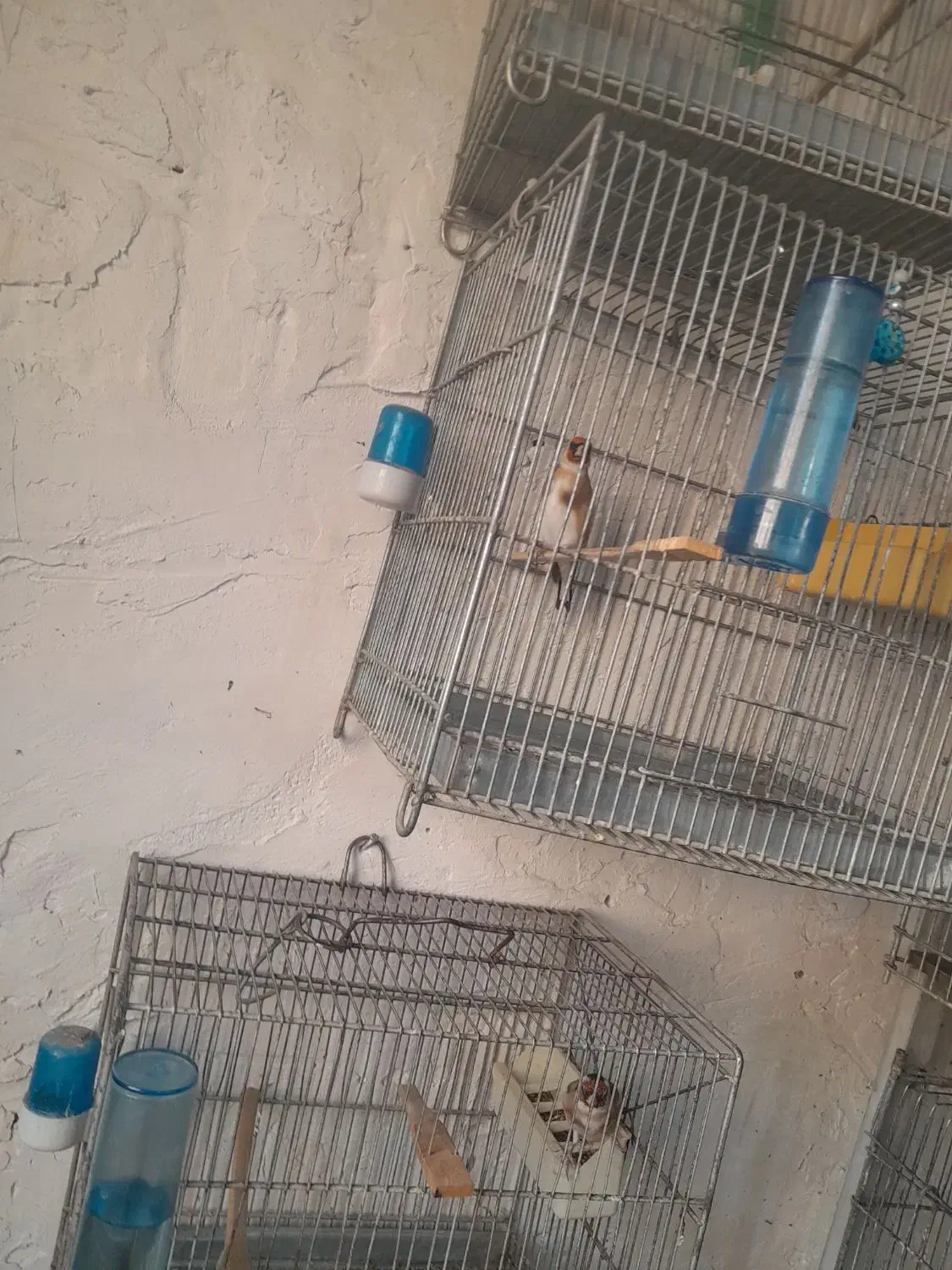 سهره نر .|پرنده|ساوه, |دیوار