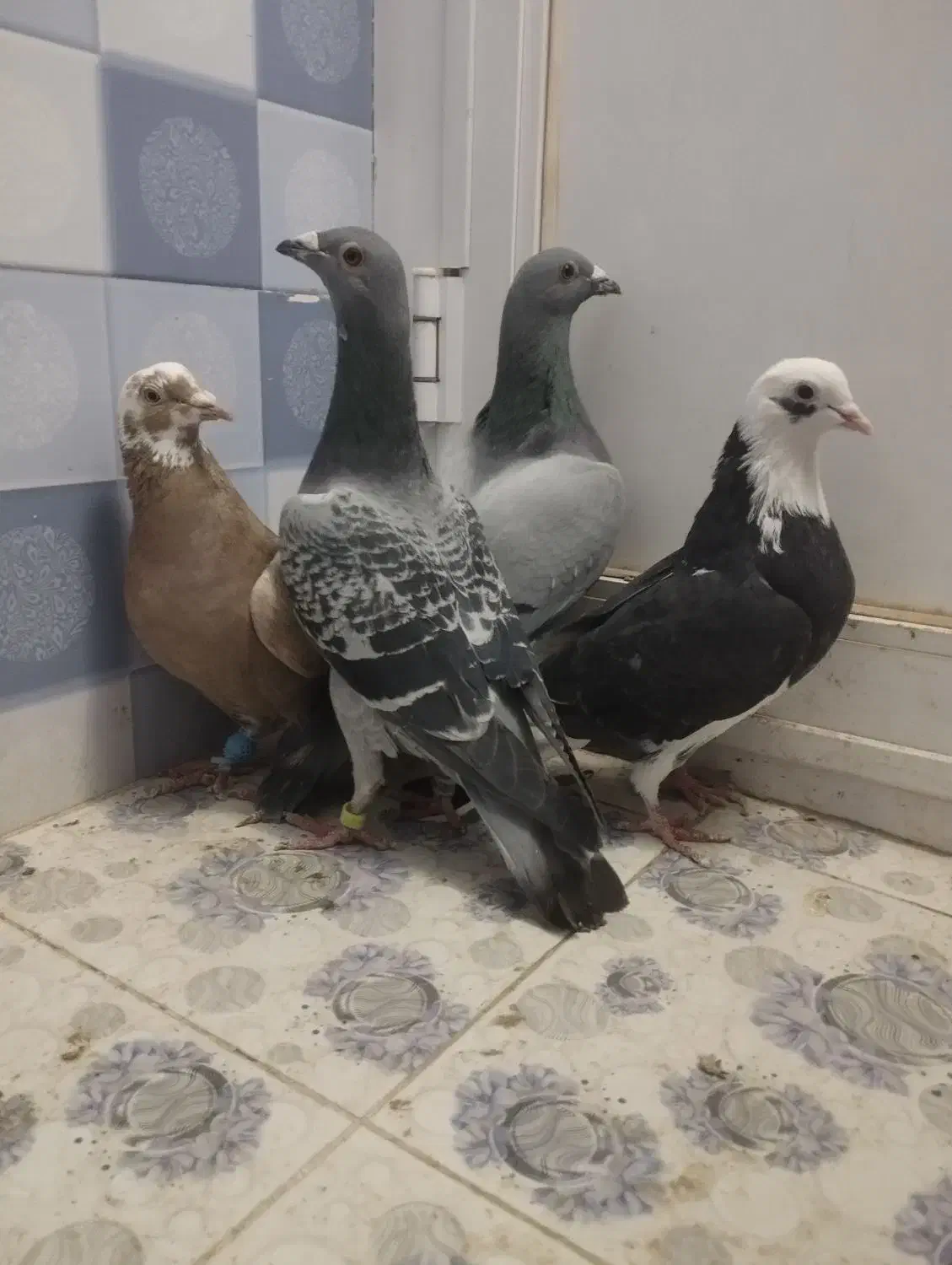 کبوتر|حیوانات|زاهدان, |دیوار