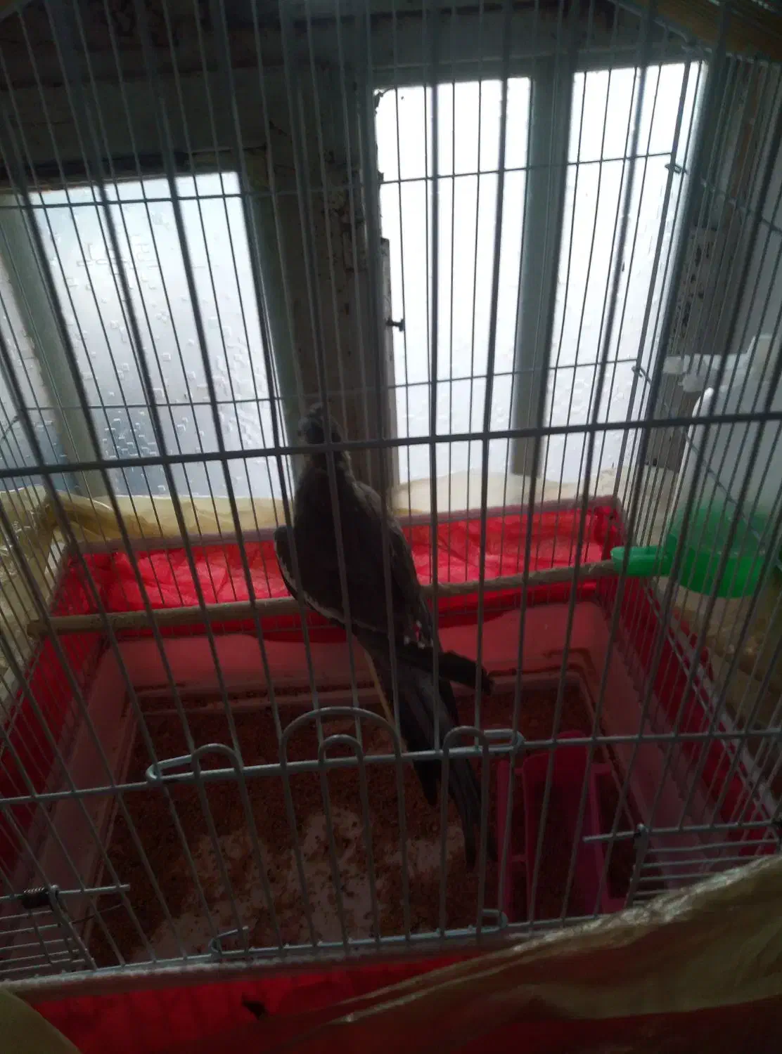 عروس هلندی نر دستی|پرنده|دهلران, |دیوار