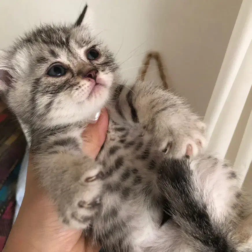 گربه اسکاتیش گلد|گربه|ارومیه, |دیوار