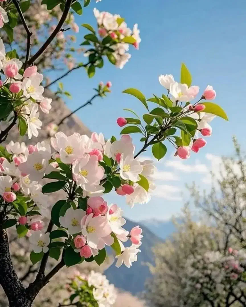 دورهمی های شاد|تور و چارتر|شیراز, باهنر|دیوار