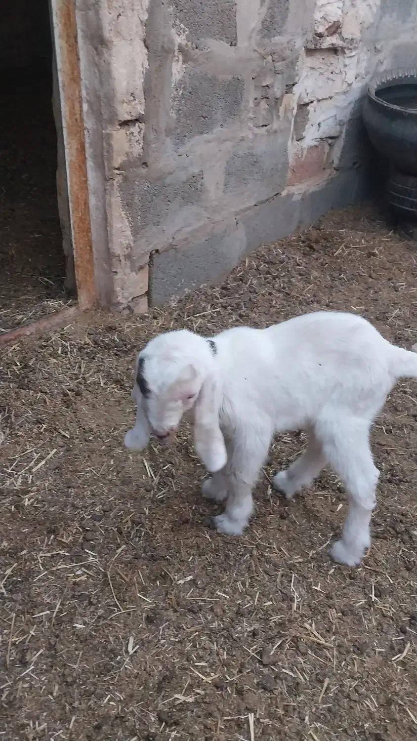 بزغاله|حیوانات مزرعه|آیسک, |دیوار