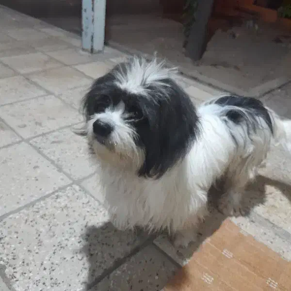 سگ گمشده|حیوانات|گیلان غرب, |دیوار