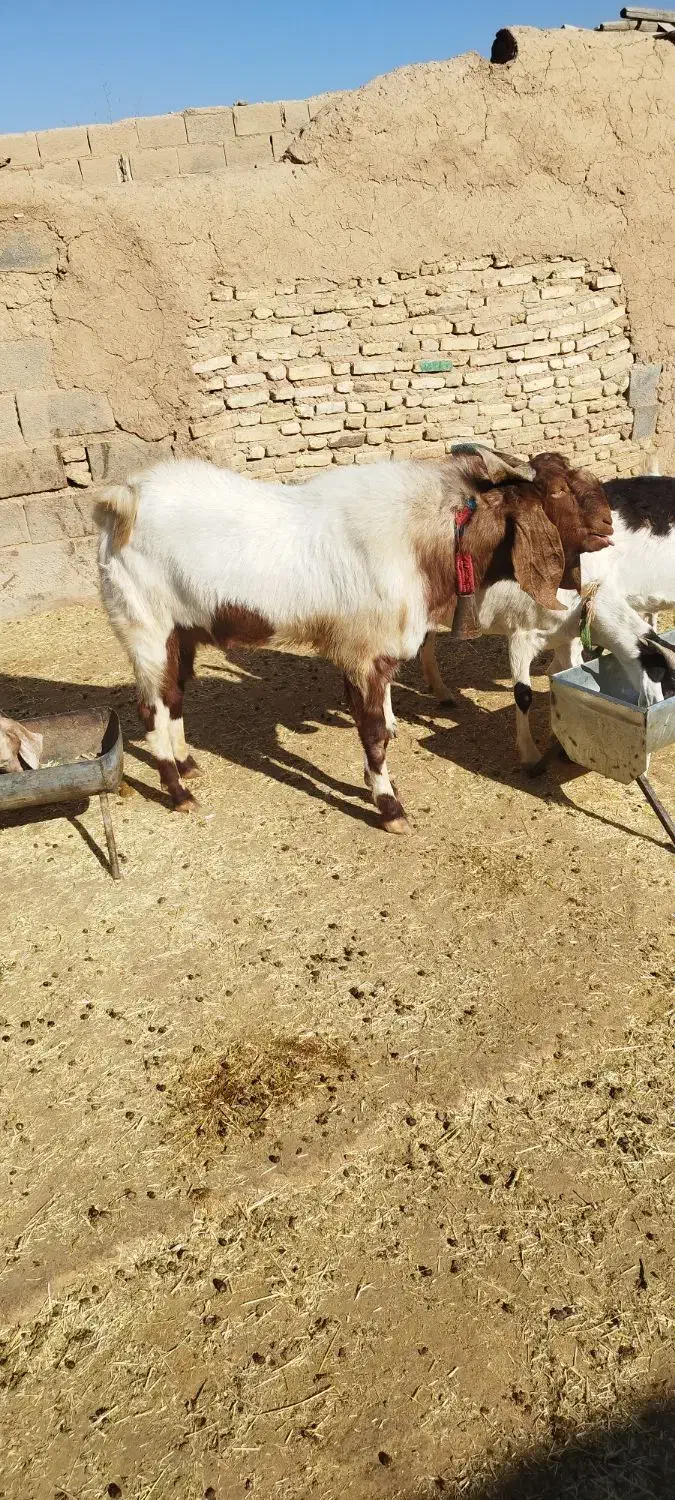 دوبور پاکستانی|حیوانات مزرعه|شهرضا, |دیوار