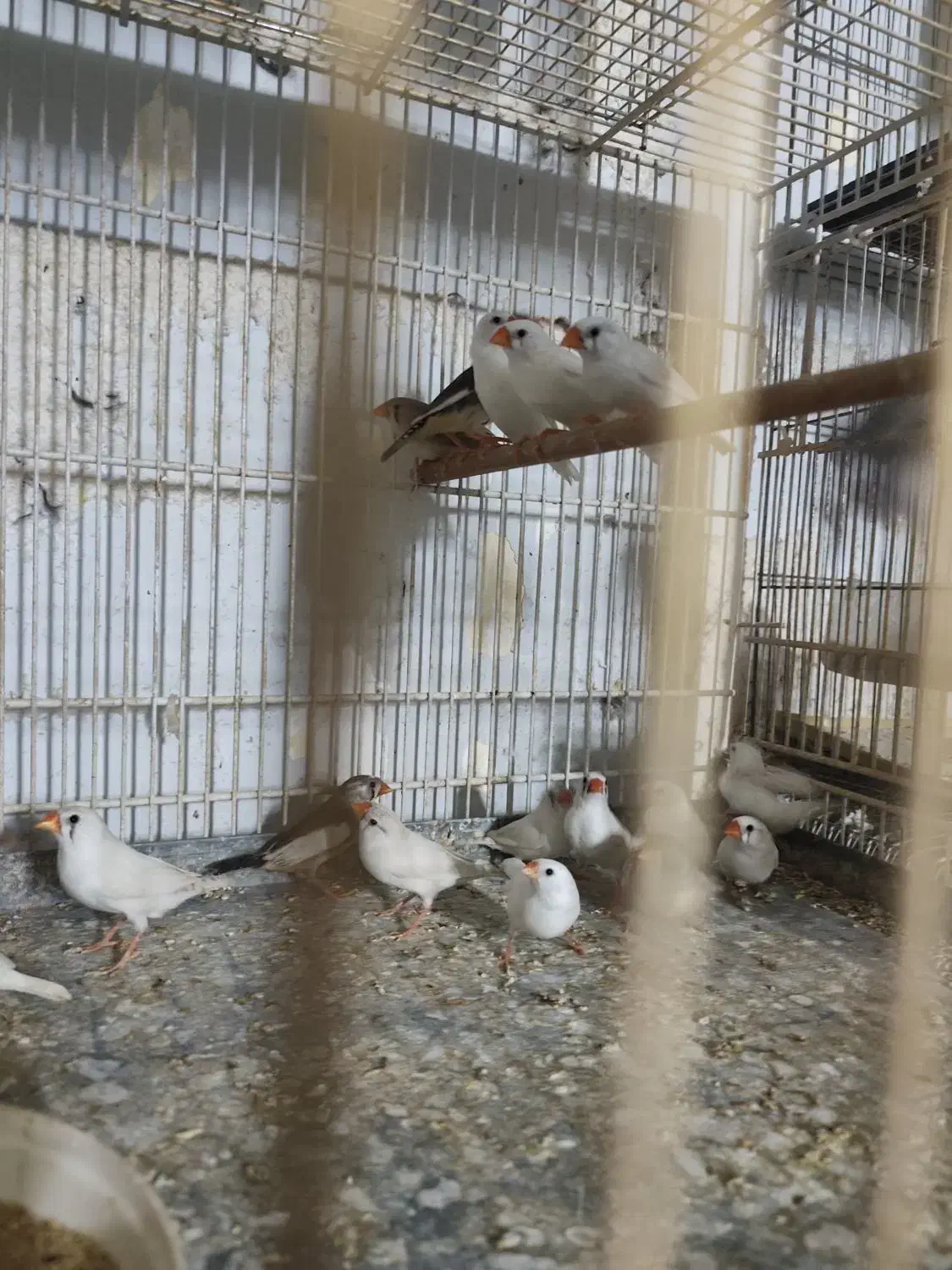 فنچ زبرا|پرنده|بندرعباس, |دیوار