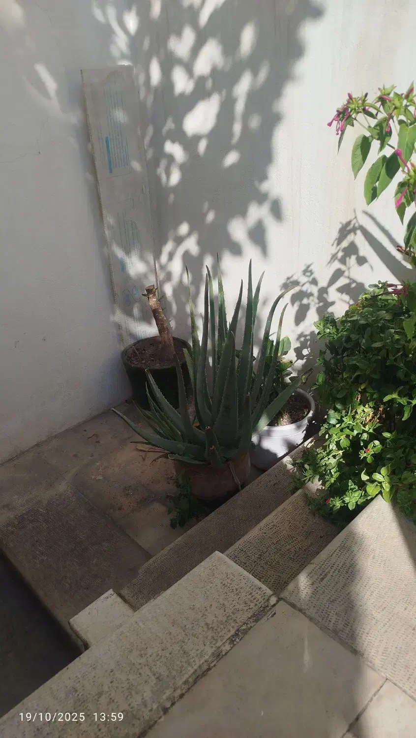 آلوورا گوشتی|گل و گیاه طبیعی|تهران, ایوانک|دیوار