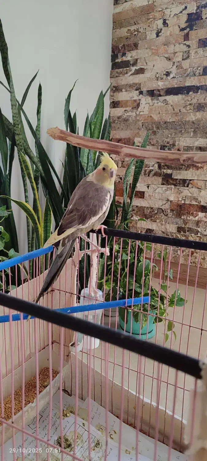 عروس هلندی|پرنده|علیآباد کتول, |دیوار