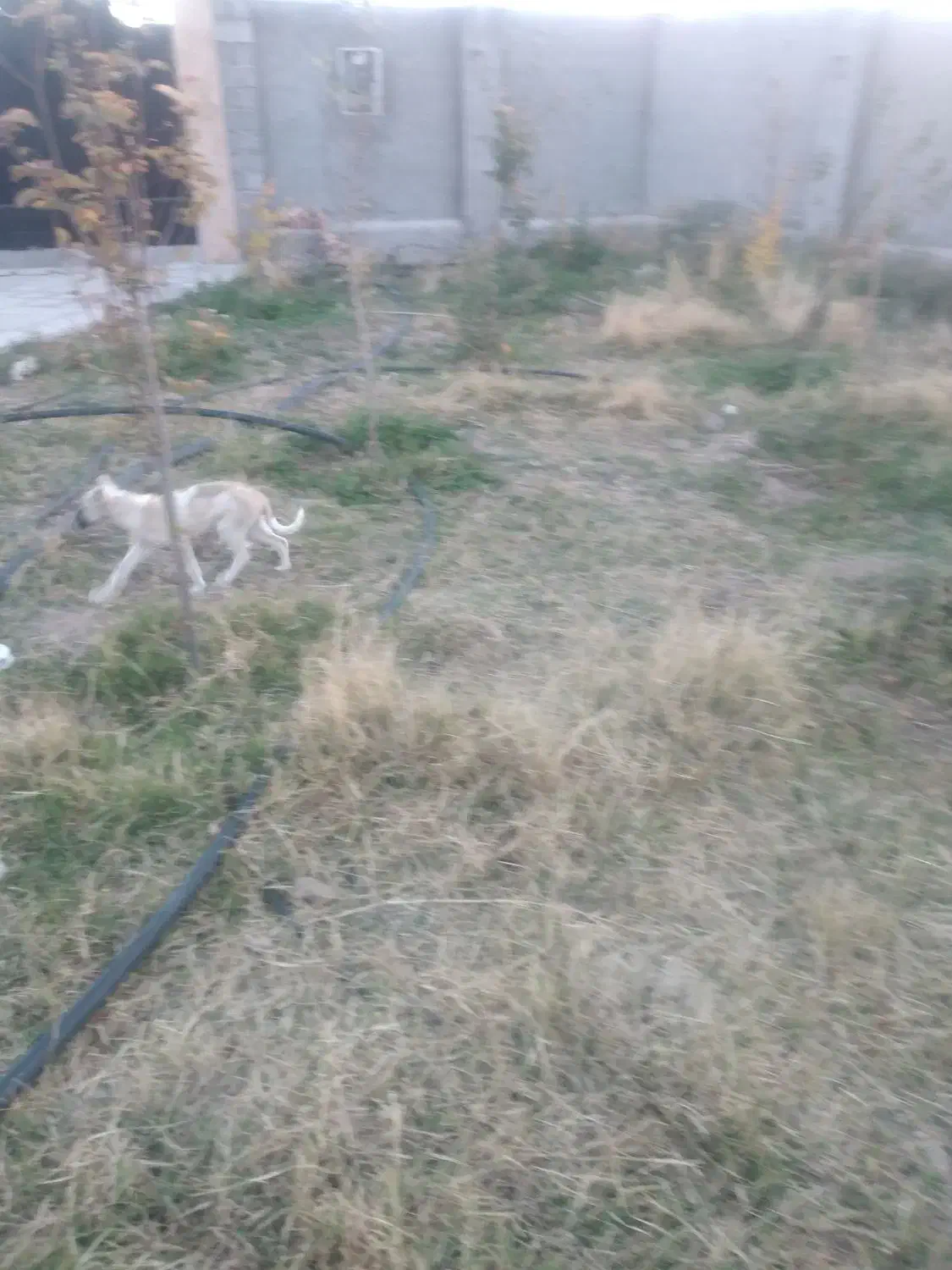 واگذاری ۲ قلاده توله سگ|سگ|ارشق, |دیوار