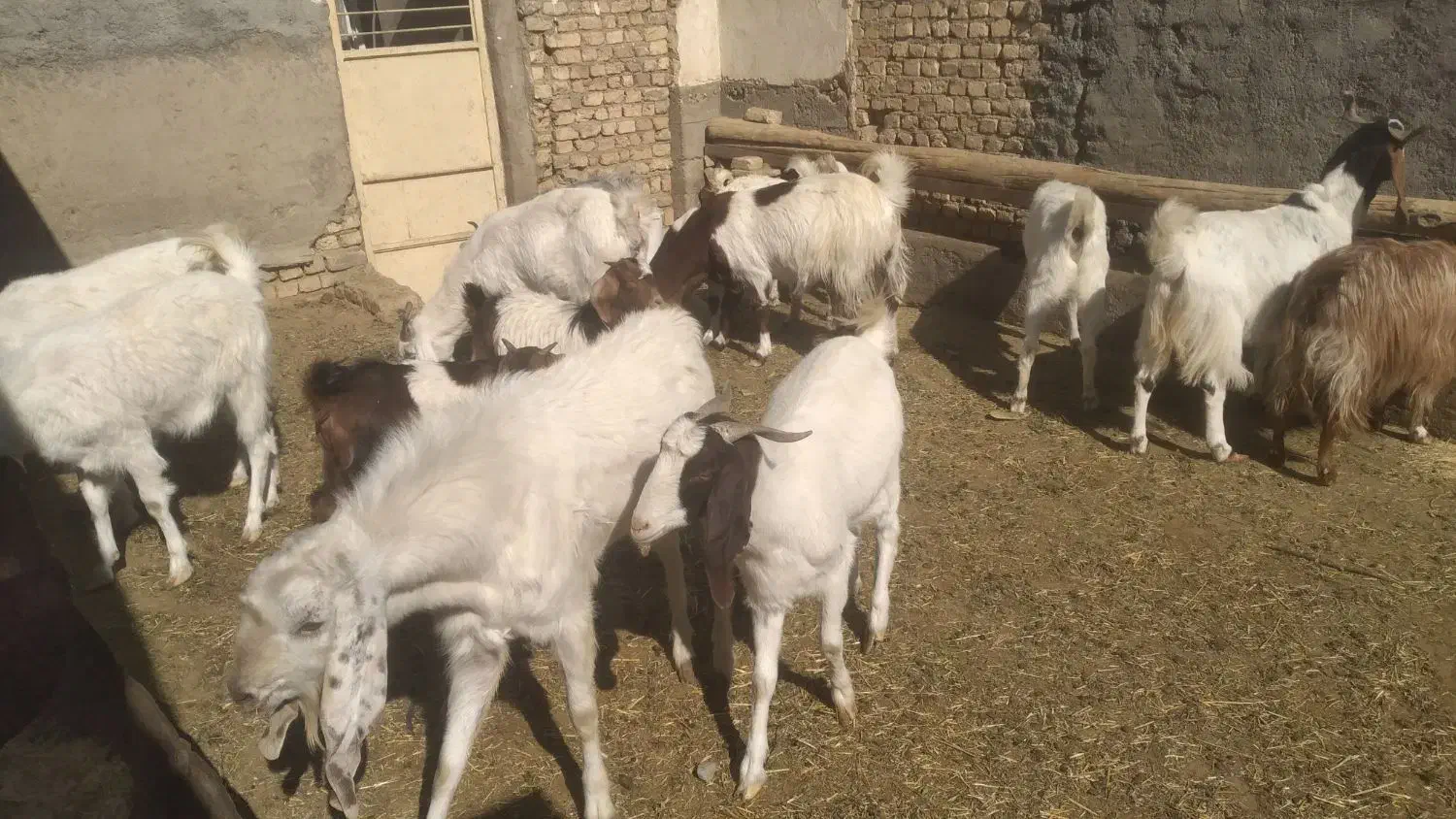 بزو بزغاله|حیوانات مزرعه|خمین, |دیوار