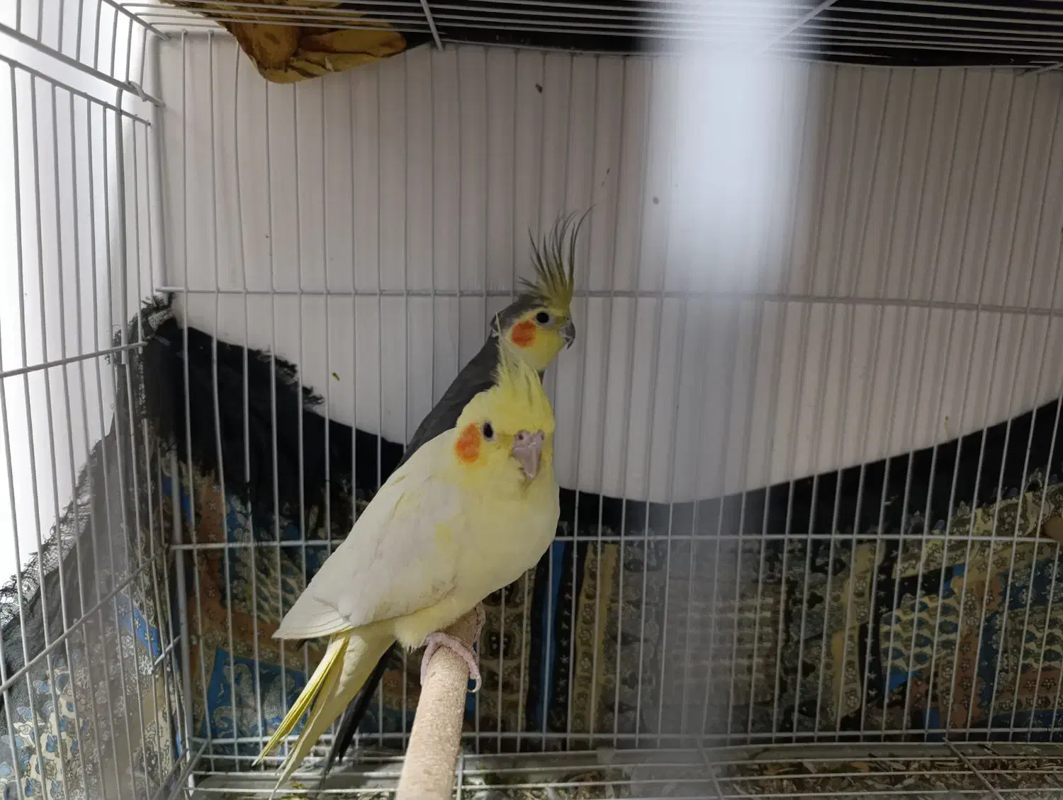 عروس هلندی|پرنده|نیشابور, مبارکه|دیوار