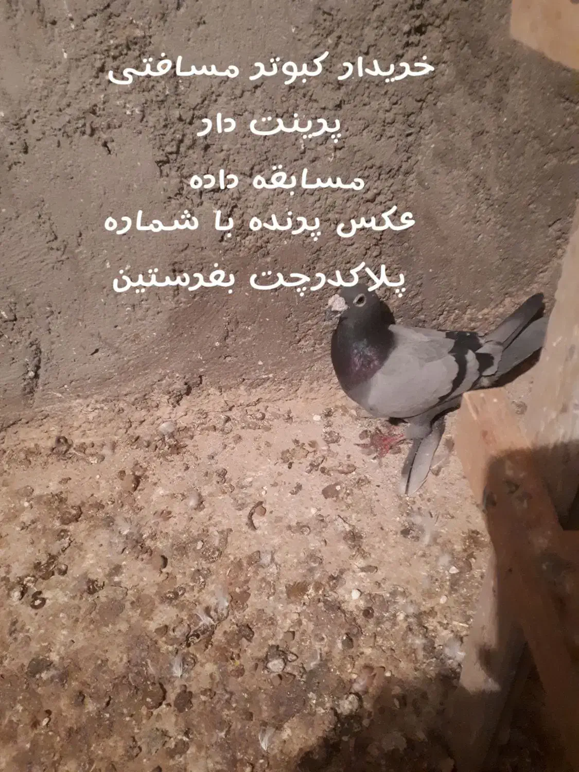 کبوتر|پرنده|الوند, |دیوار