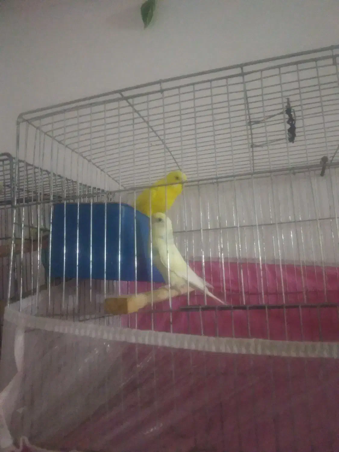 فروش دو جفت مرغ عشق و یک جفت فنچ|پرنده|شاهین دژ, |دیوار