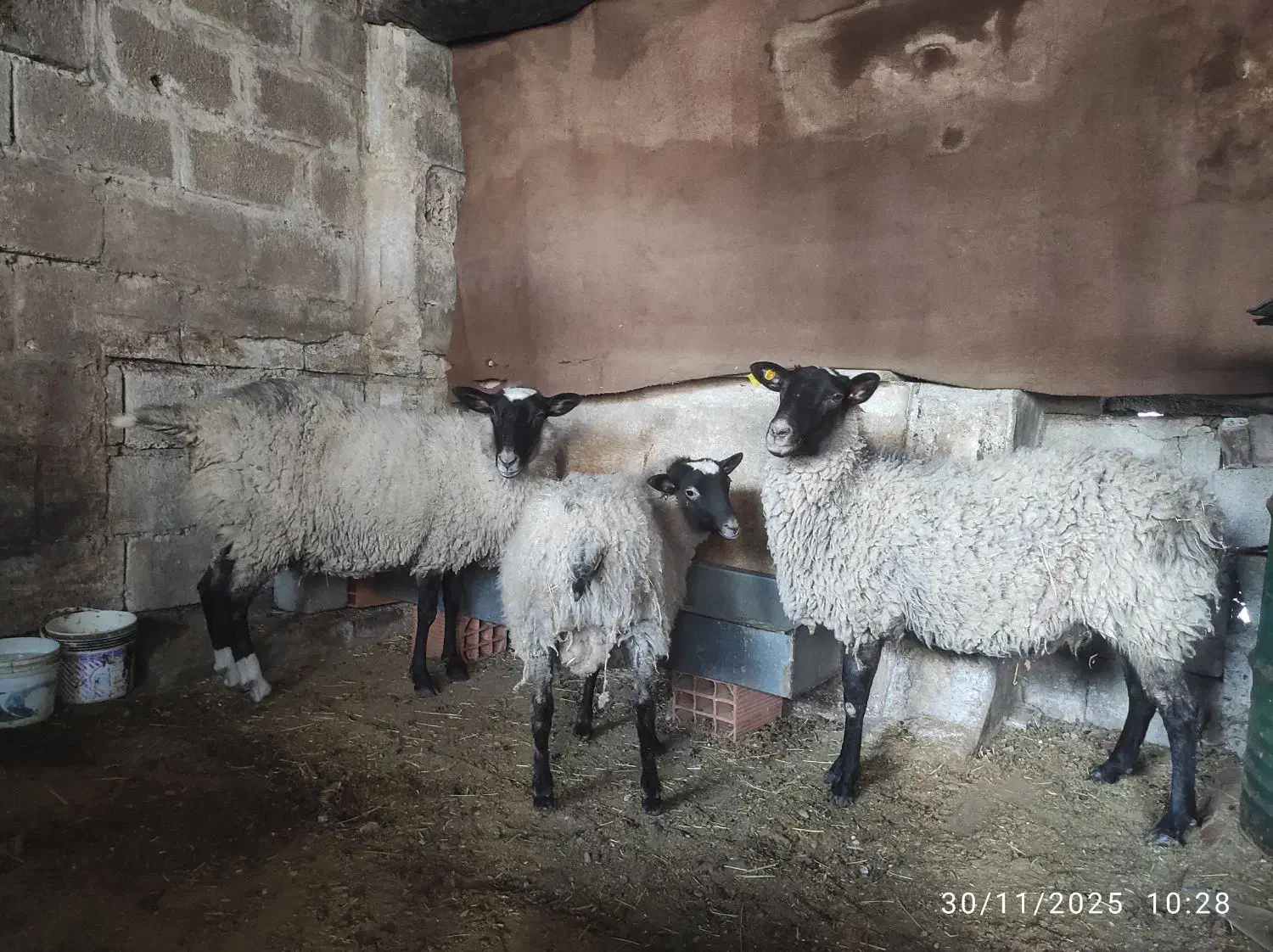 رومانوف|حیوانات مزرعه|چمستان, |دیوار