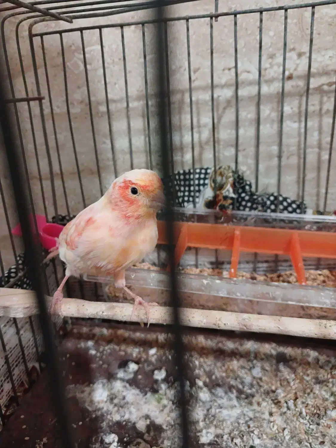 قناری ماده اصل قیمت1900|پرنده|نهبندان, |دیوار