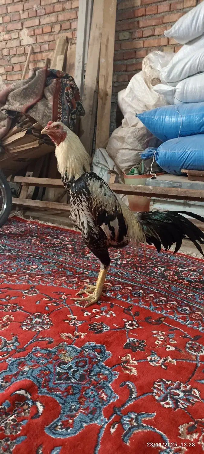 خروس لاری|حیوانات مزرعه|مهاباد (آذربایجان غربی), |دیوار