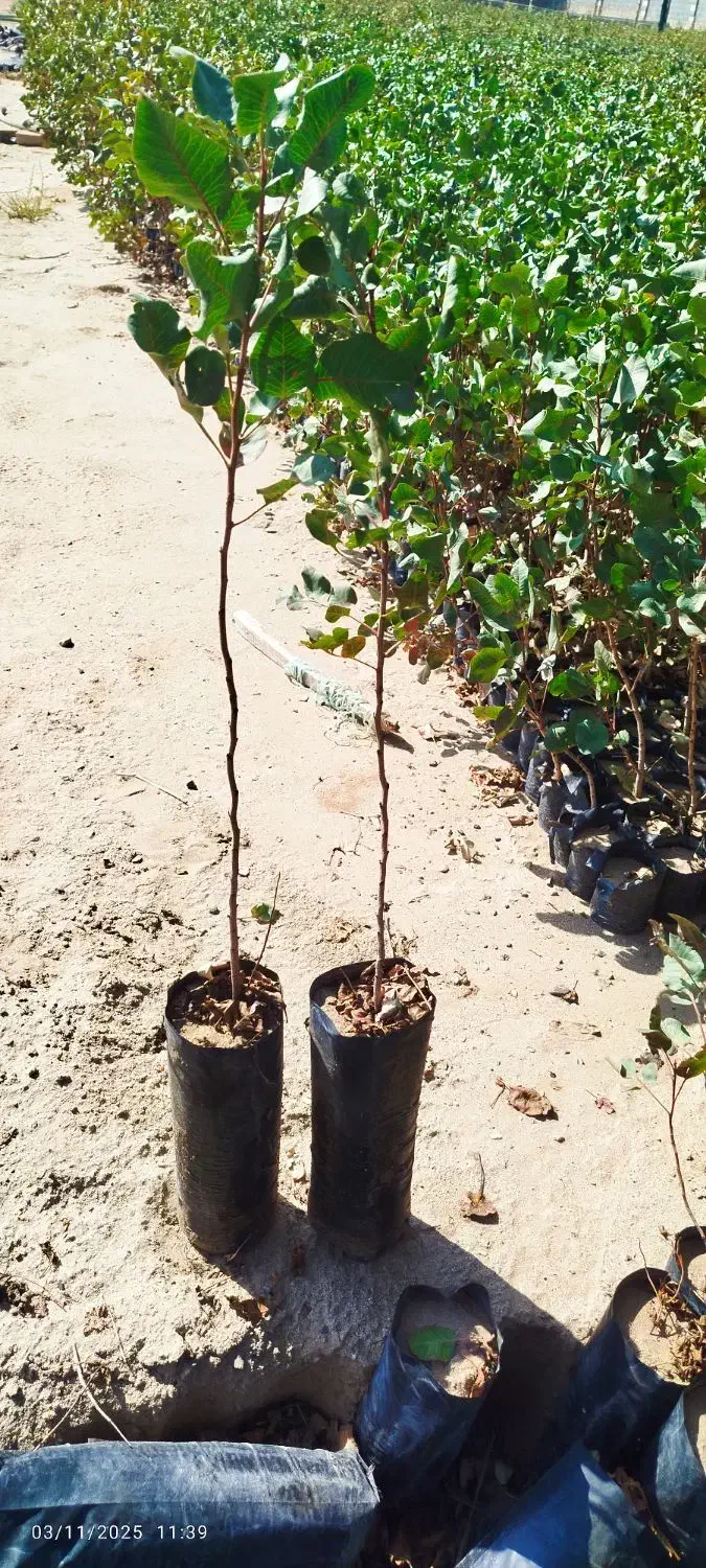 فروش نهال پسته بادامی زرندی|خدمات باغبانی و درختکاری|اصفهان, نقش جهان|دیوار