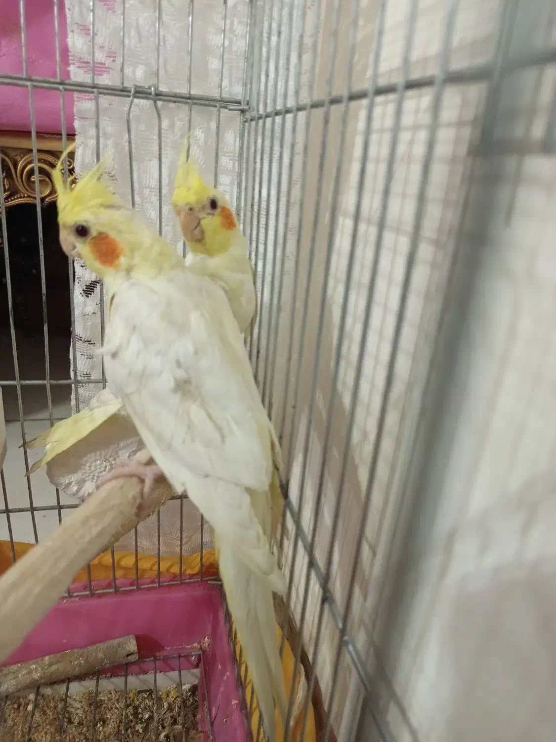 جوجه عروس هلندی|پرنده|فردیس, شهرک شهید حسینی|دیوار