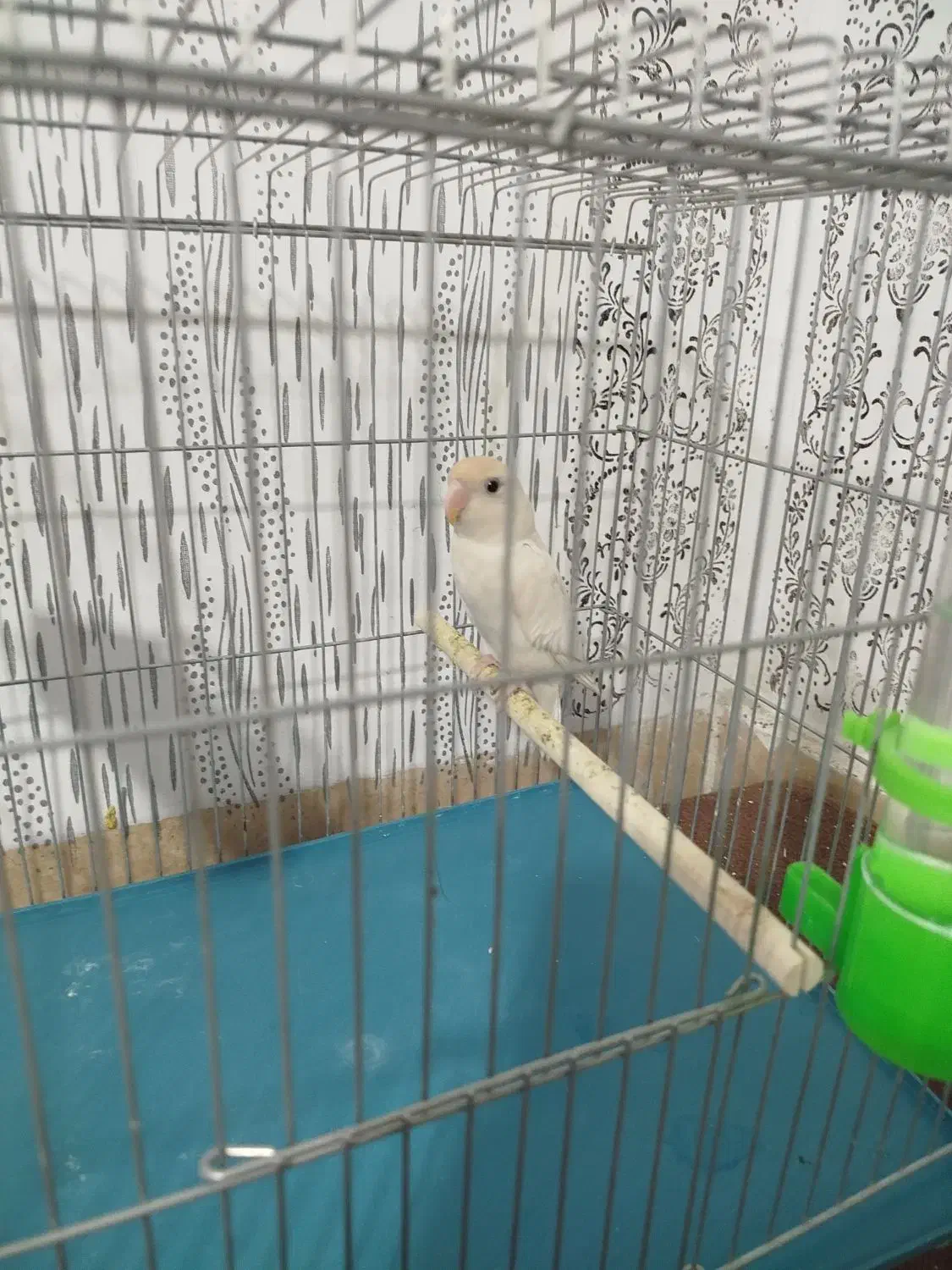 کوتوله برزیلی|پرنده|شیراز, کوشک میدان|دیوار