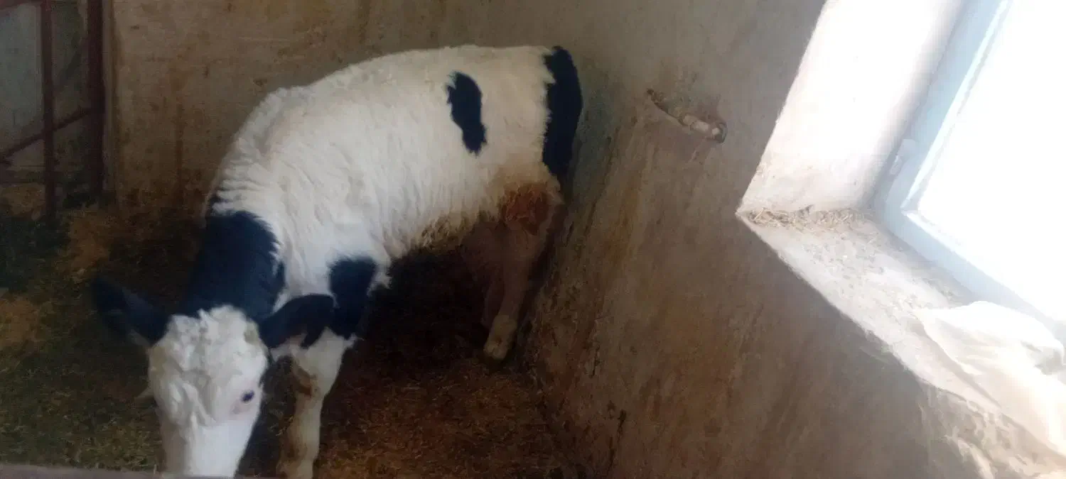 گاو شیری با گوساله|حیوانات مزرعه|قیدار, |دیوار