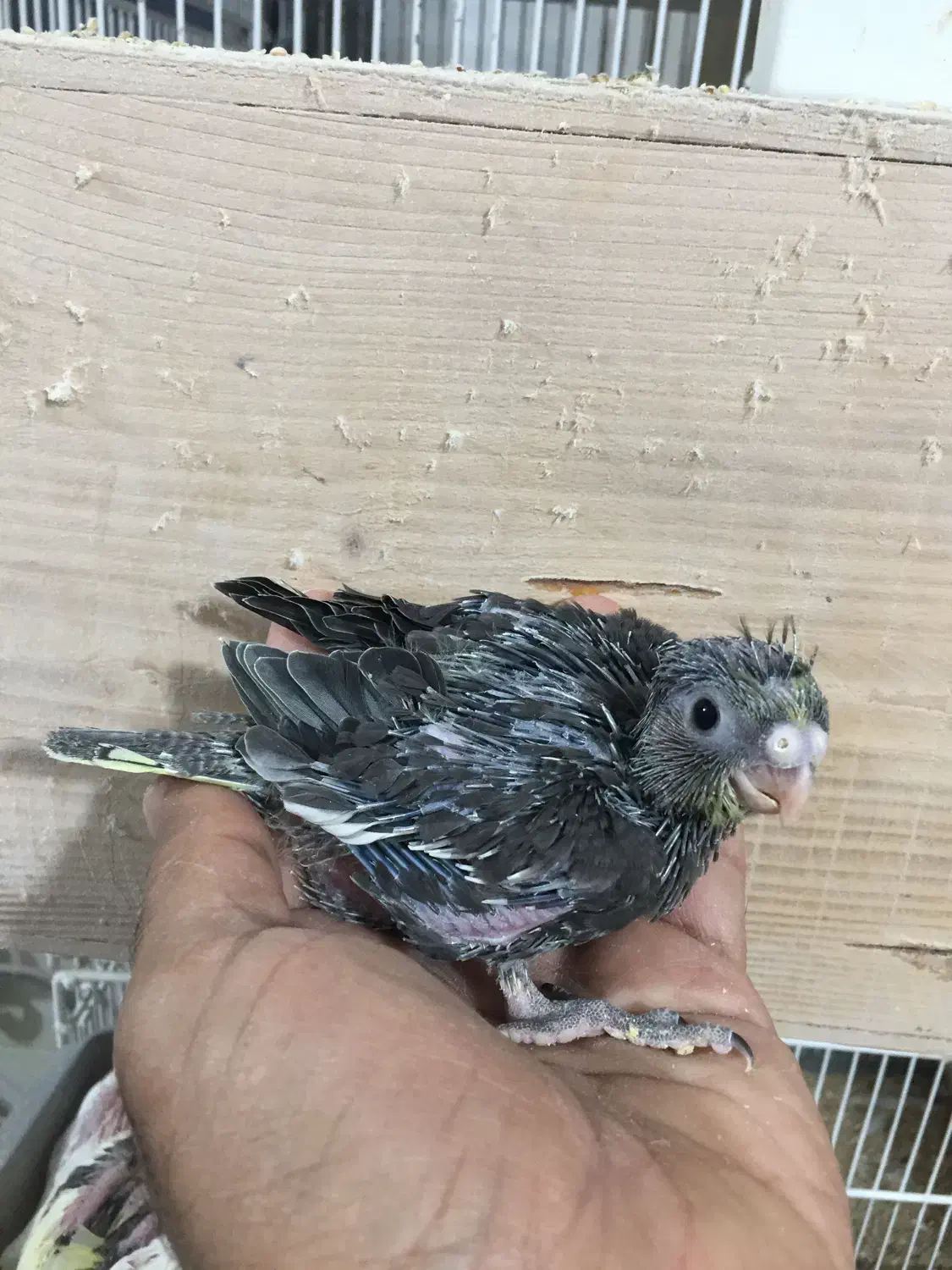 عروس هلندی سرلاکی وبالغ نرو گرینچک|پرنده|بندرعباس, |دیوار