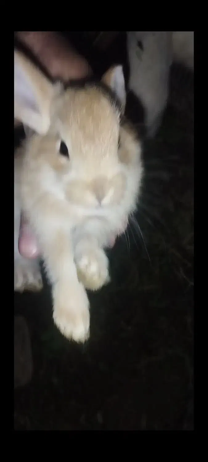 خرگوش|موش و خرگوش|نوشین شهر, |دیوار