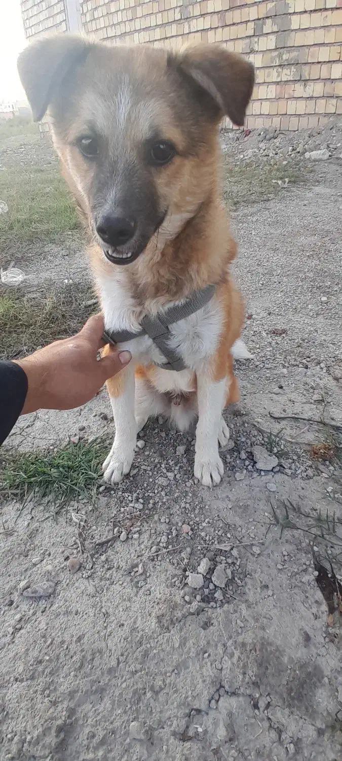 سگ پاکوتا|سگ|آزادشهر, |دیوار