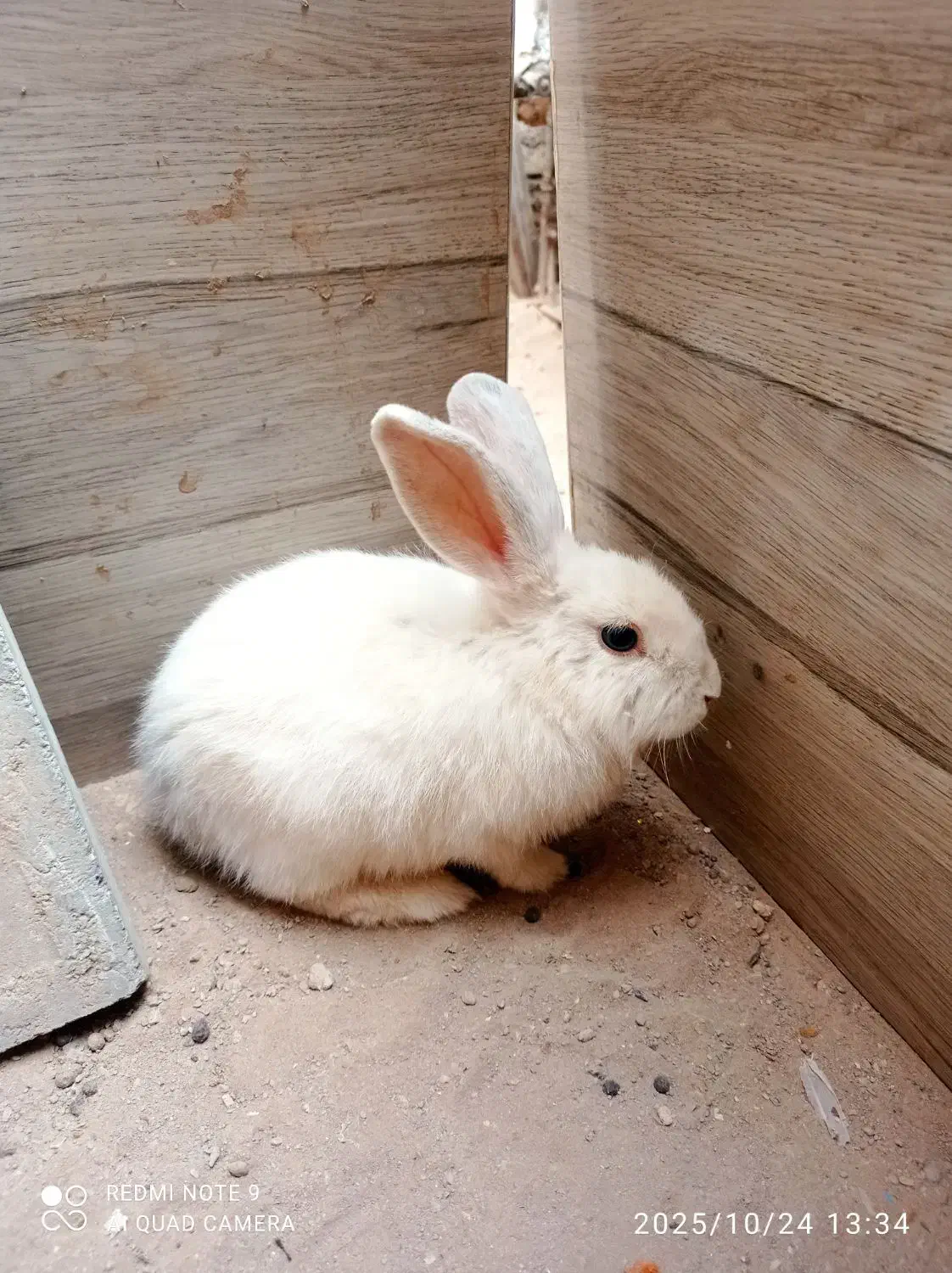 یک عدد خرگوش لوپ بفروش میرسد|موش و خرگوش|بیرجند, |دیوار