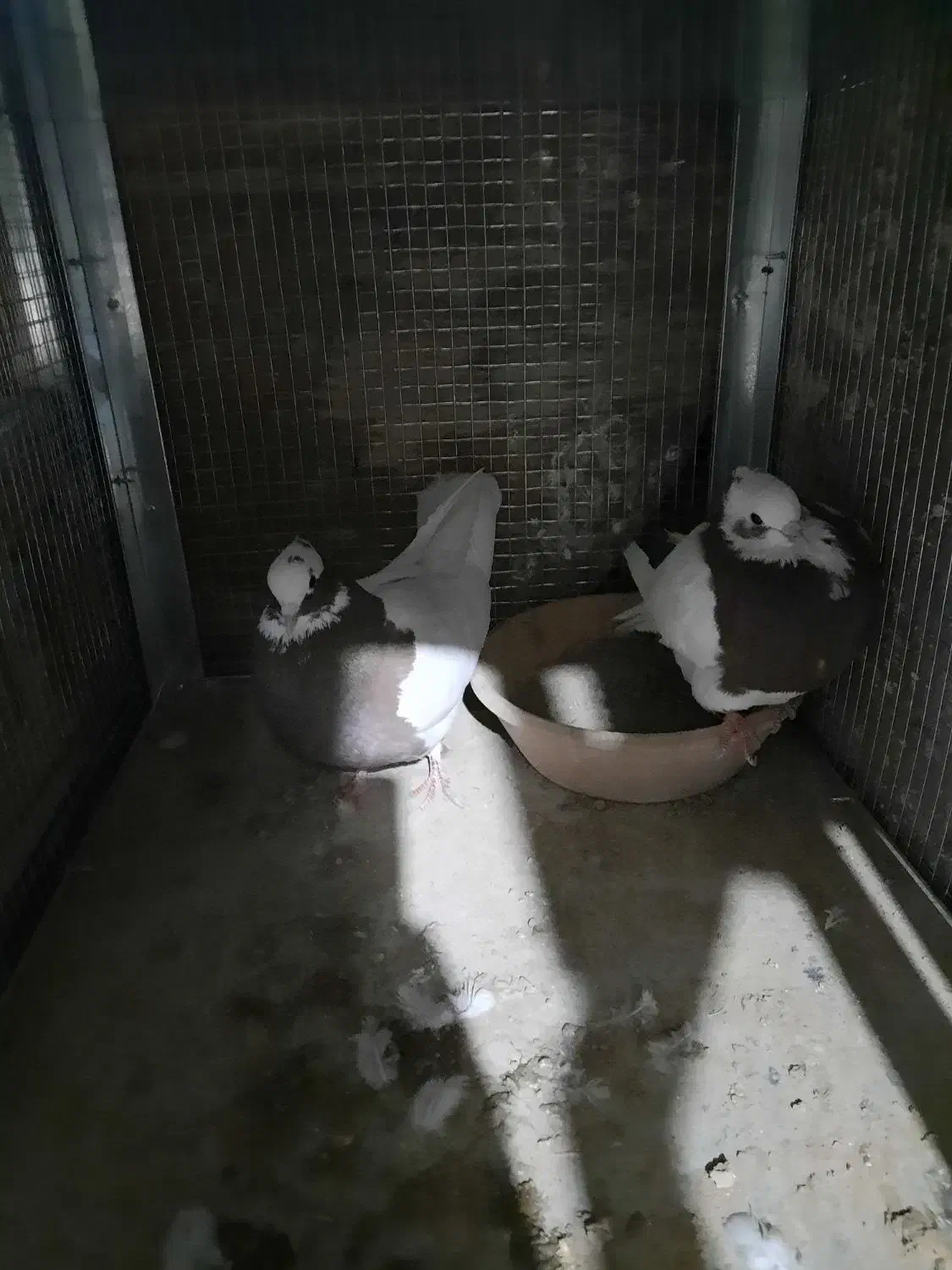 کبوتر طوقی|پرنده|شیراز, رکنآباد|دیوار