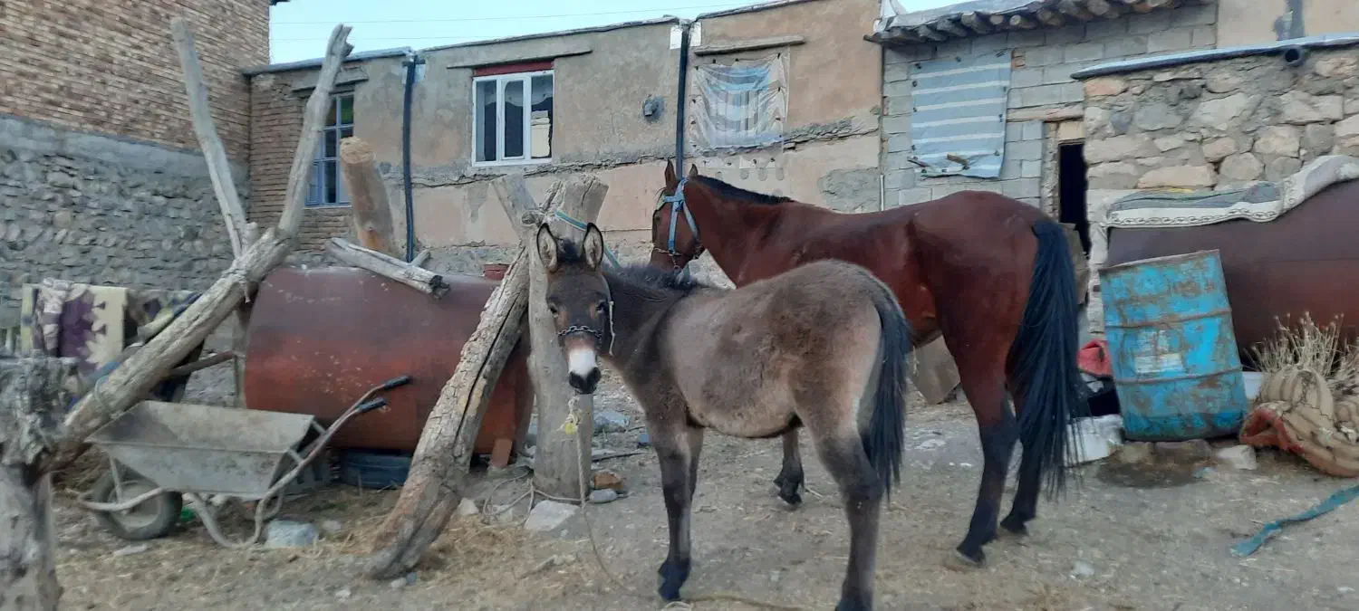 کوری قاطر ۸ماه|حیوانات مزرعه|کامیاران, |دیوار