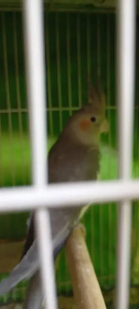 عروس هلندی آهویی نر|پرنده|مشهد, هفده شهریور|دیوار