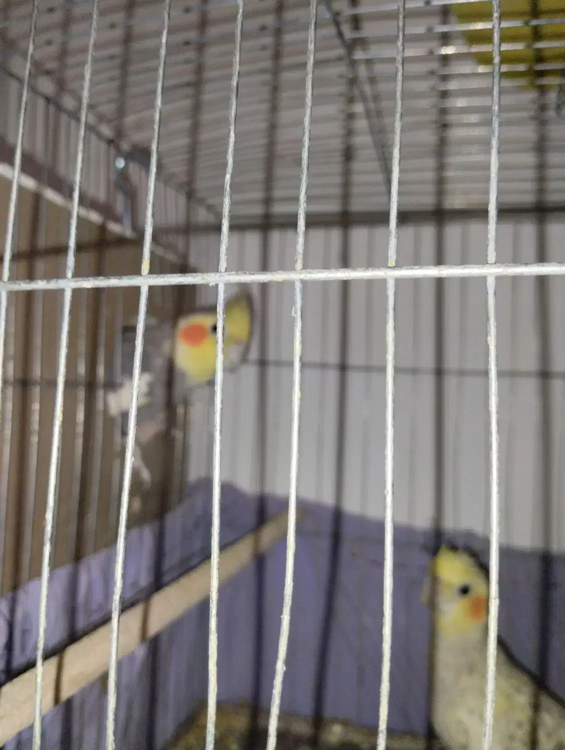 جفت عروس هلندی یکی بخر دوتا ببر|پرنده|سرخه, |دیوار