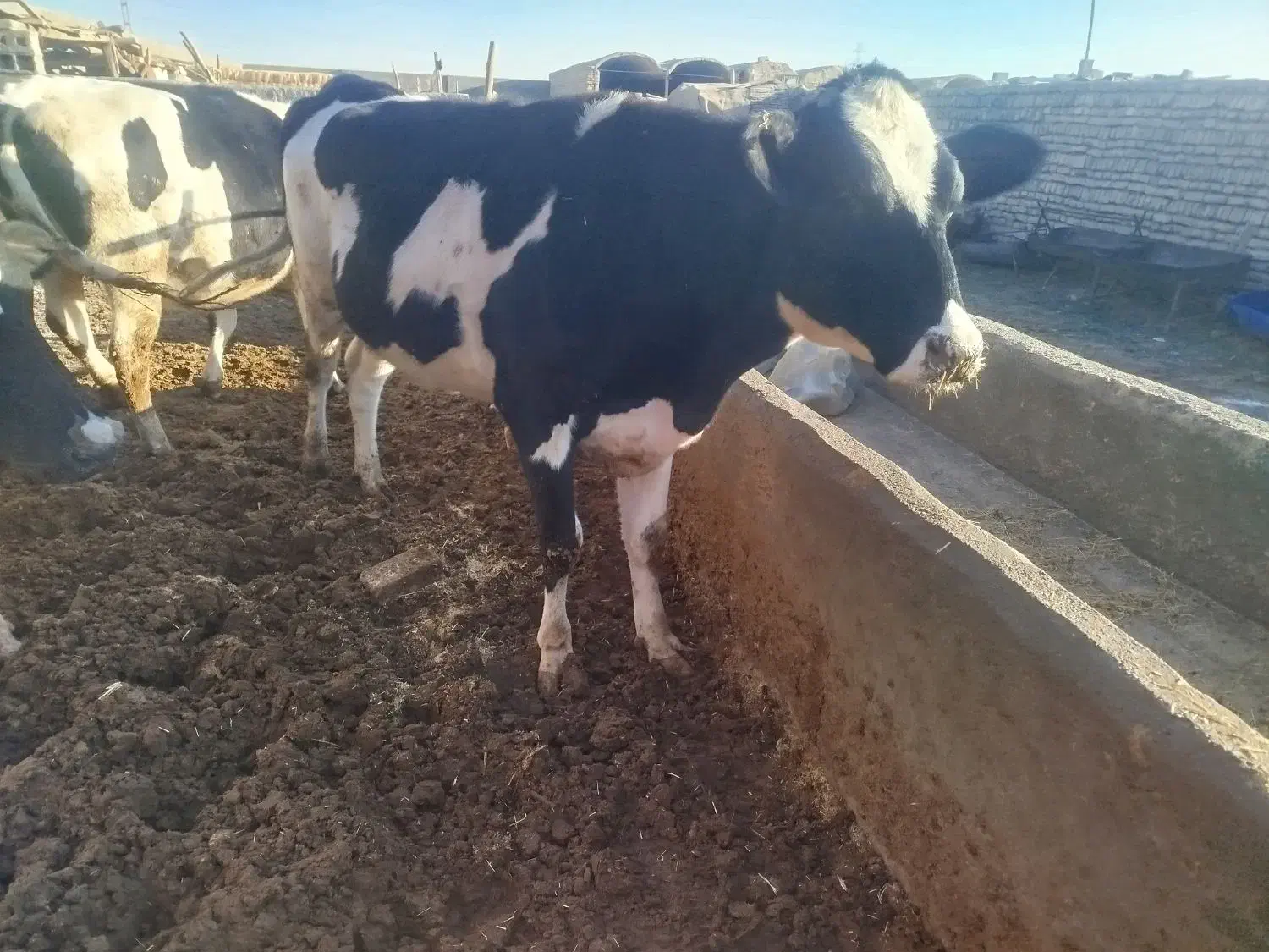 گاو و گوساله نخری|حیوانات مزرعه|اصفهان, ورزشگاه نقش جهان|دیوار