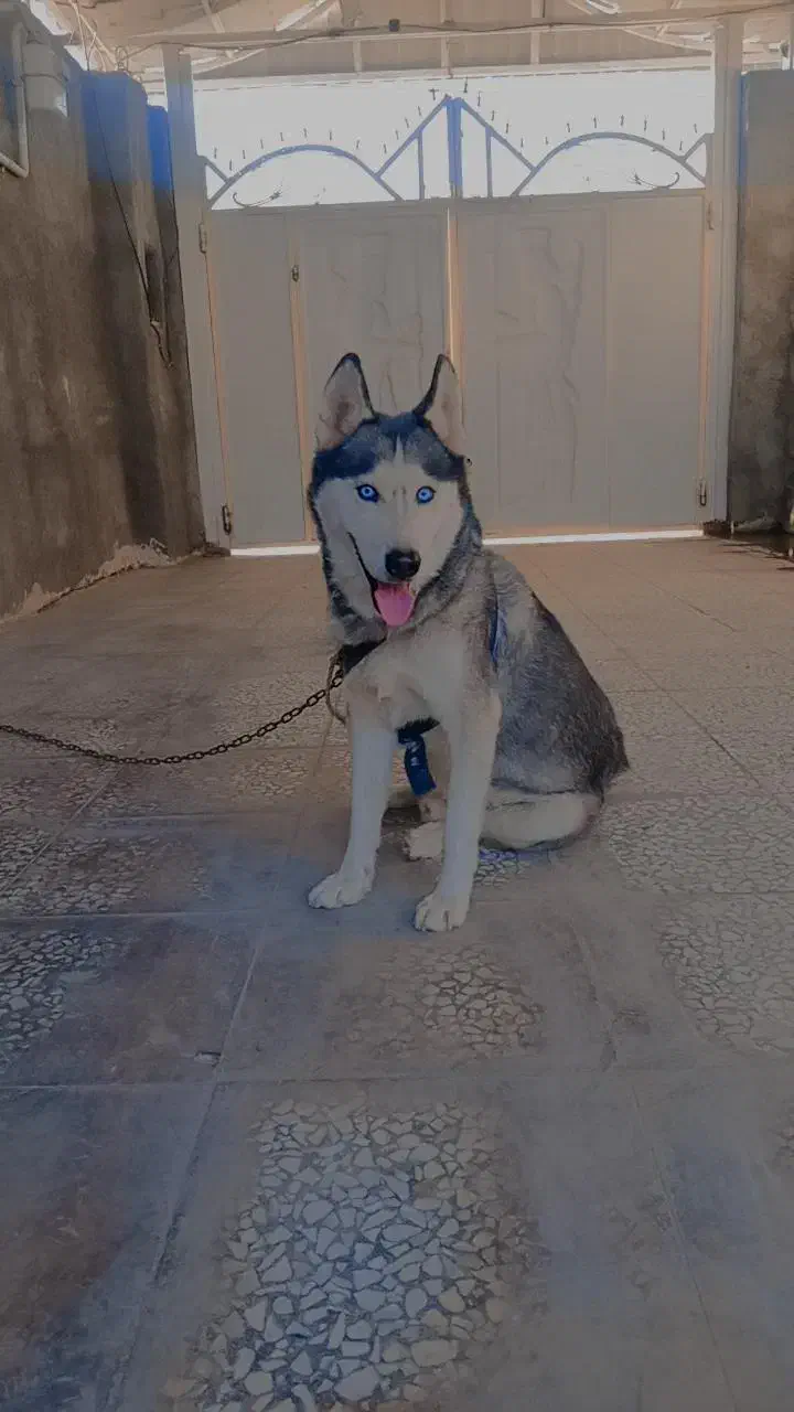 4000000|سگ|بم, |دیوار