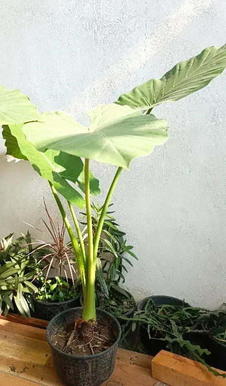 گل بابا آدم و سوزنی|گل و گیاه طبیعی|رشت, امین الضرب|دیوار