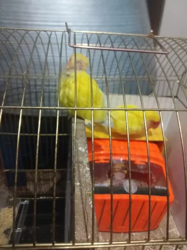 کوتوله برزیلی|پرنده|ایلخچی, |دیوار