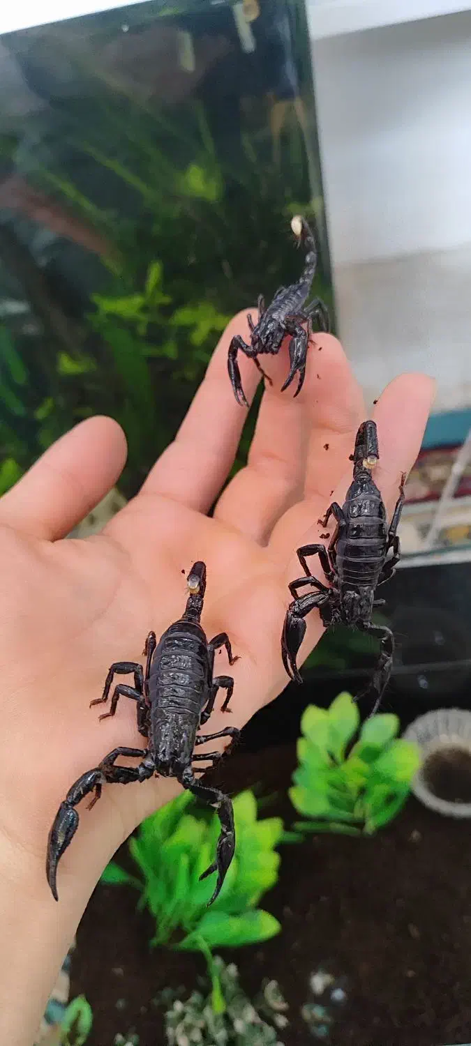 آکواریوم ماهی|ماهی|اردبیل, |دیوار