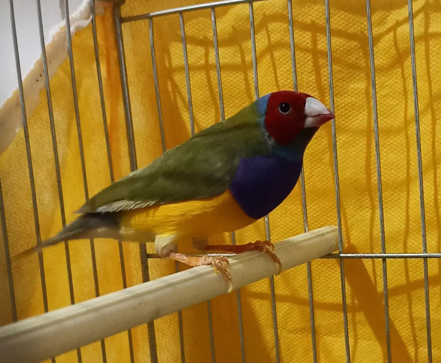 فنچ گلدین|پرنده|شاهین‌شهر, طالقانی|دیوار