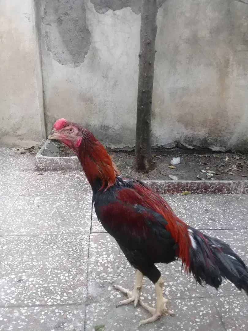 خروس لاری تاج مهر|حیوانات مزرعه|رشت, ترمینال|دیوار